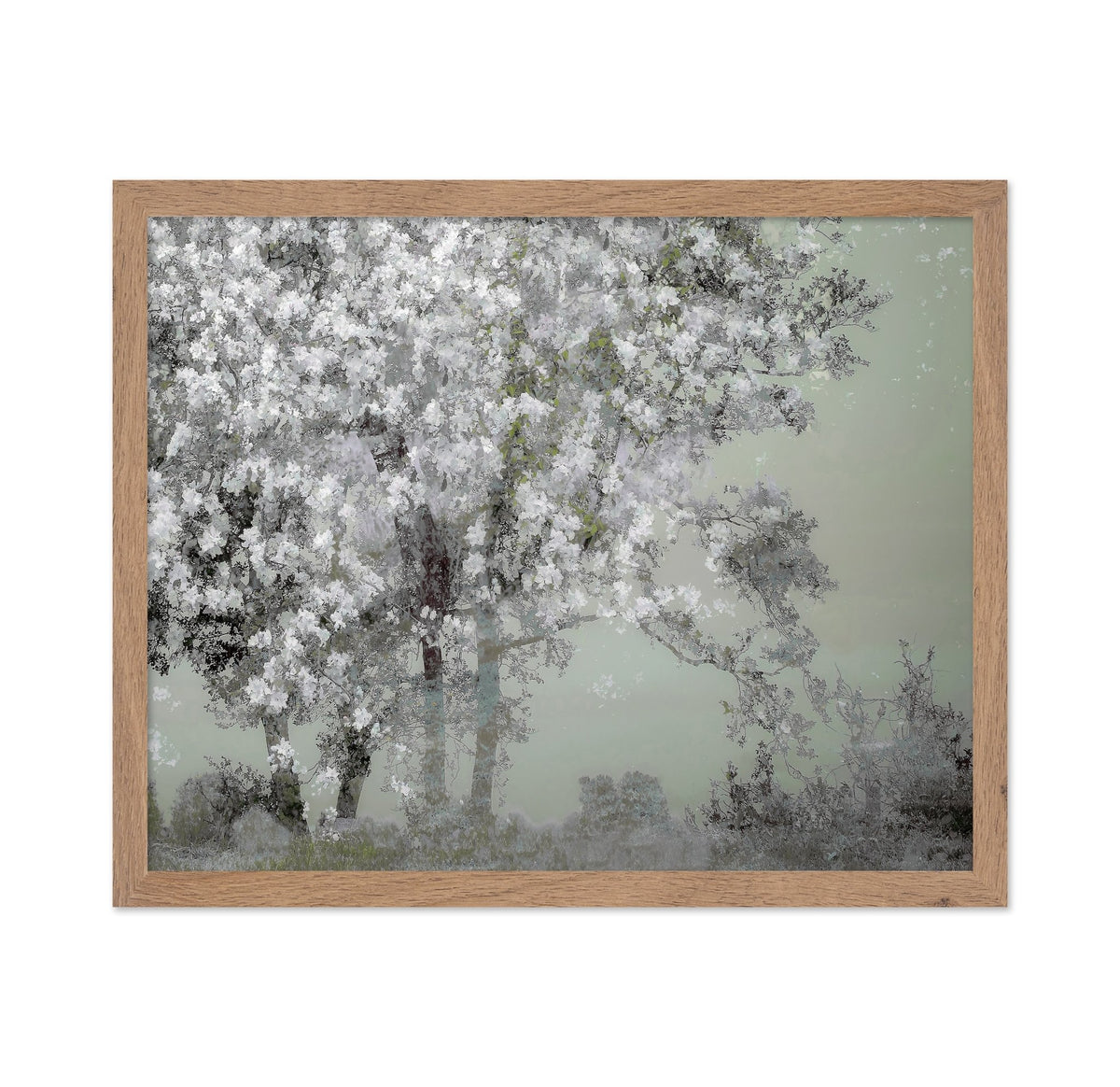 White Blossom Tree