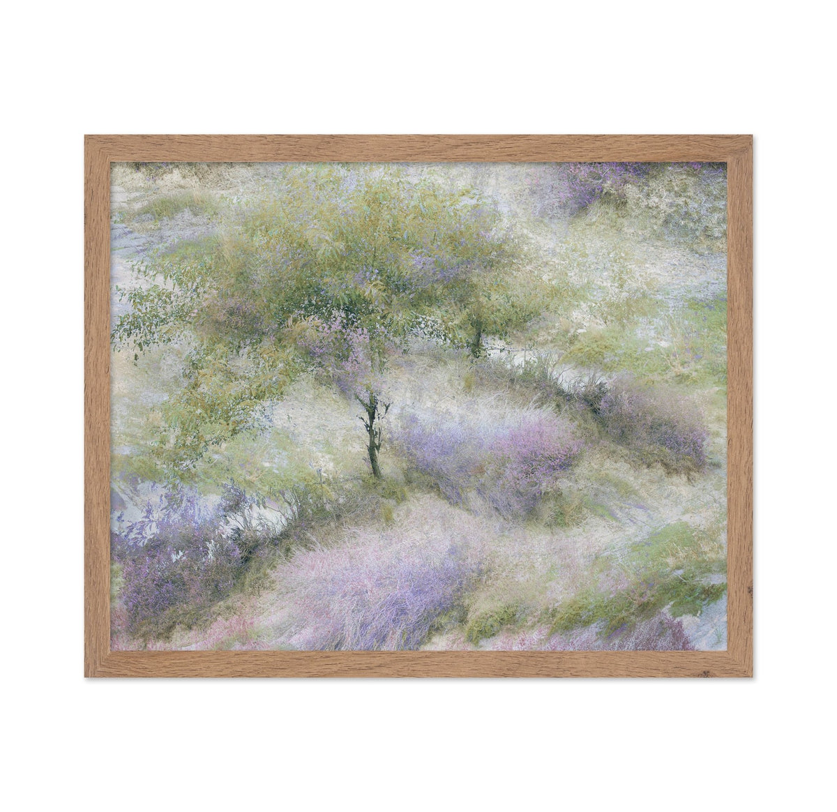 Heather Field Dream