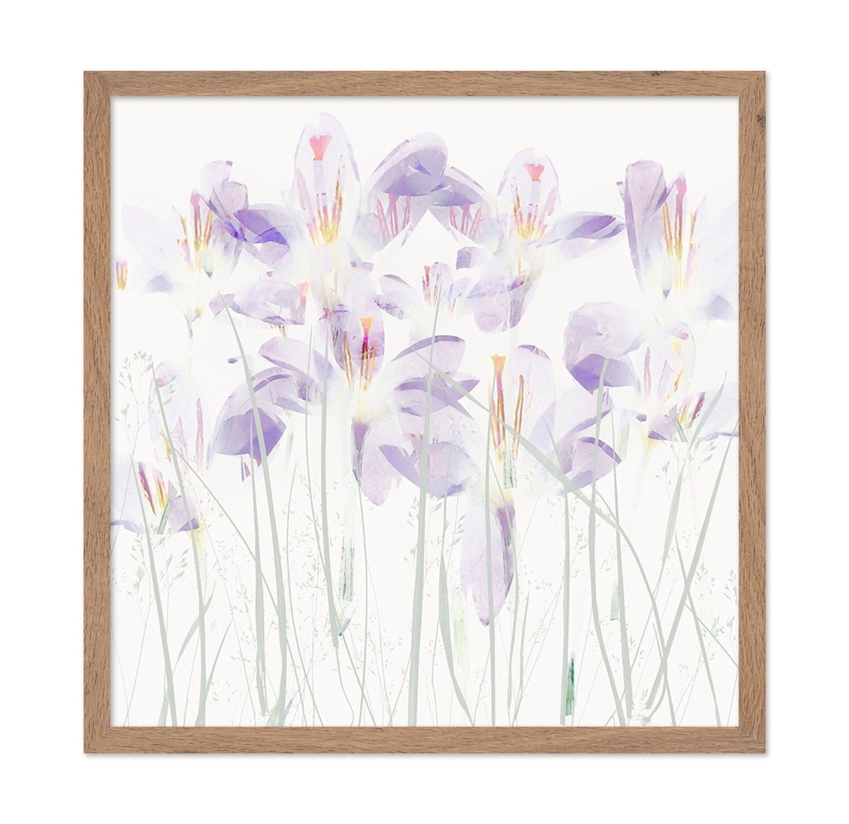 Soft Crocus Bloom