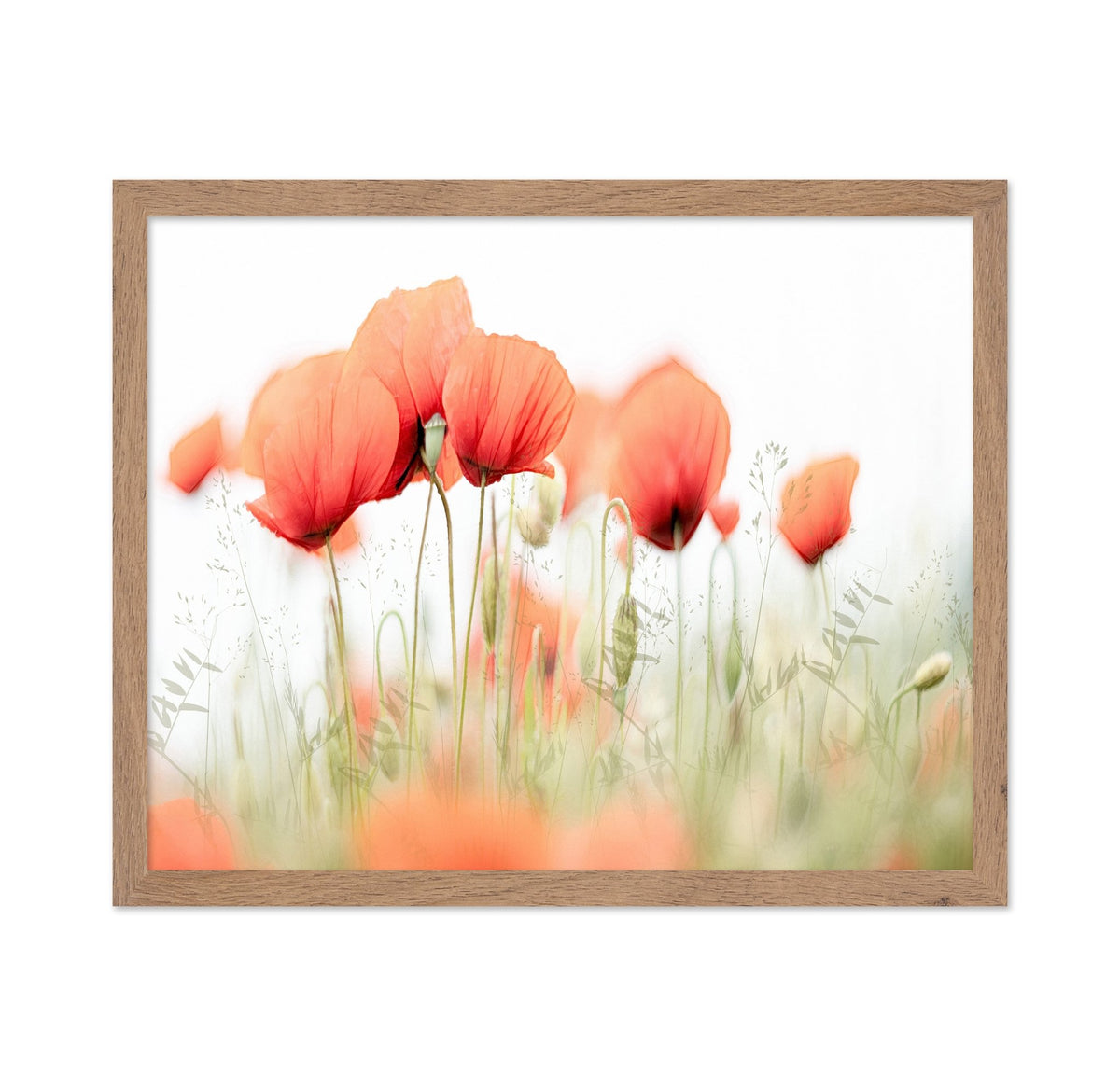 Summer Poppy Glow