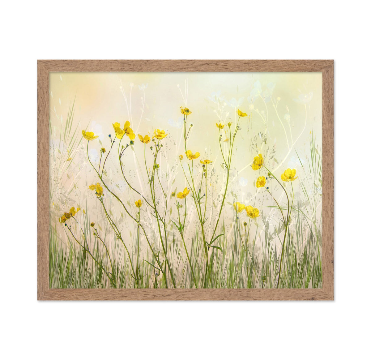 Morning Buttercup Field