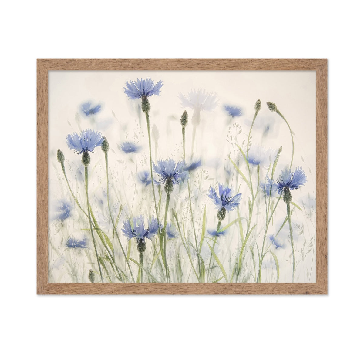 Blue Cornflower Field