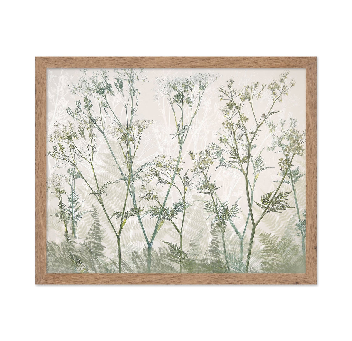 Delicate Cow Parsley