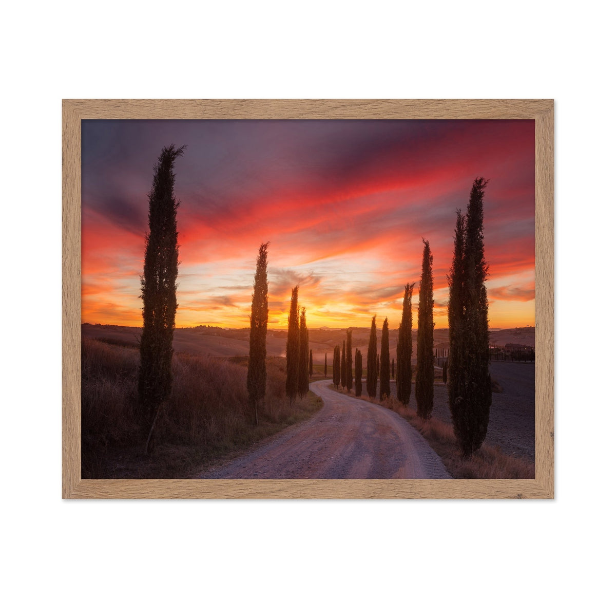 Tuscany Cypress Sunset