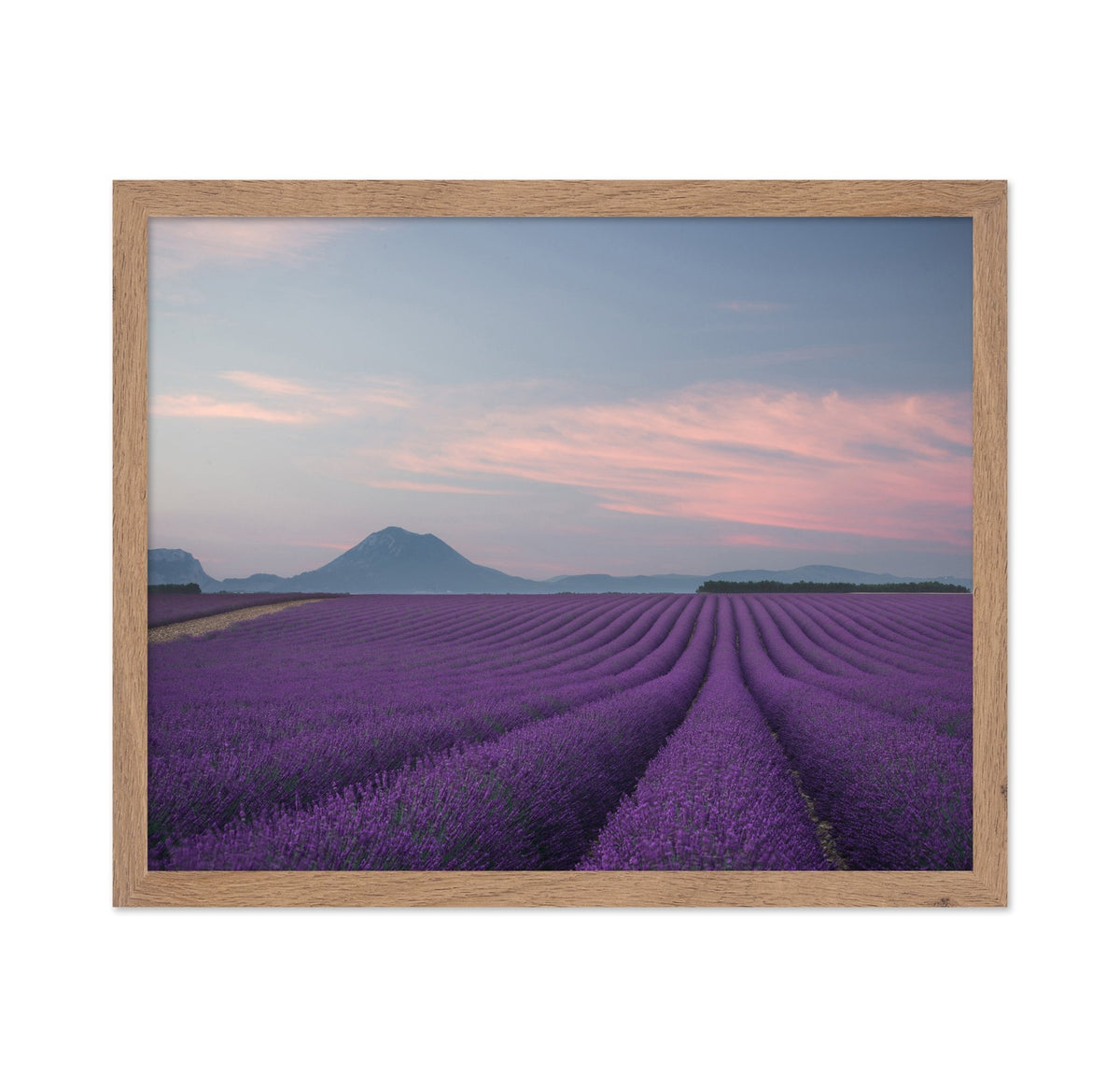 Lavender Fields at Dusk