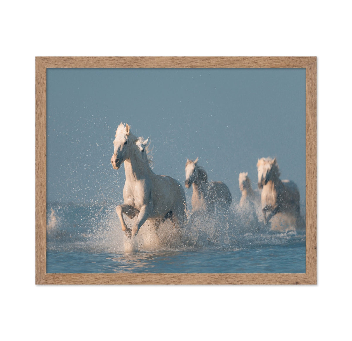 Camargue White Horses