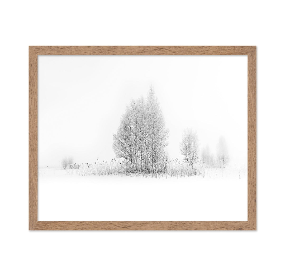 Winter Birch Silence
