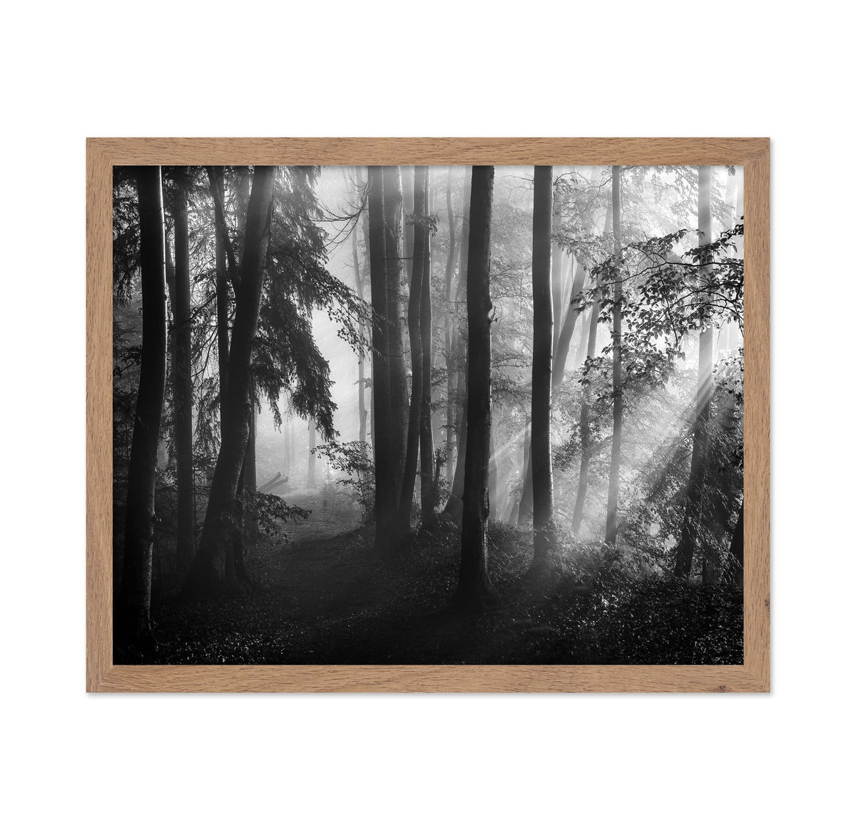 Forest Light Rays No2