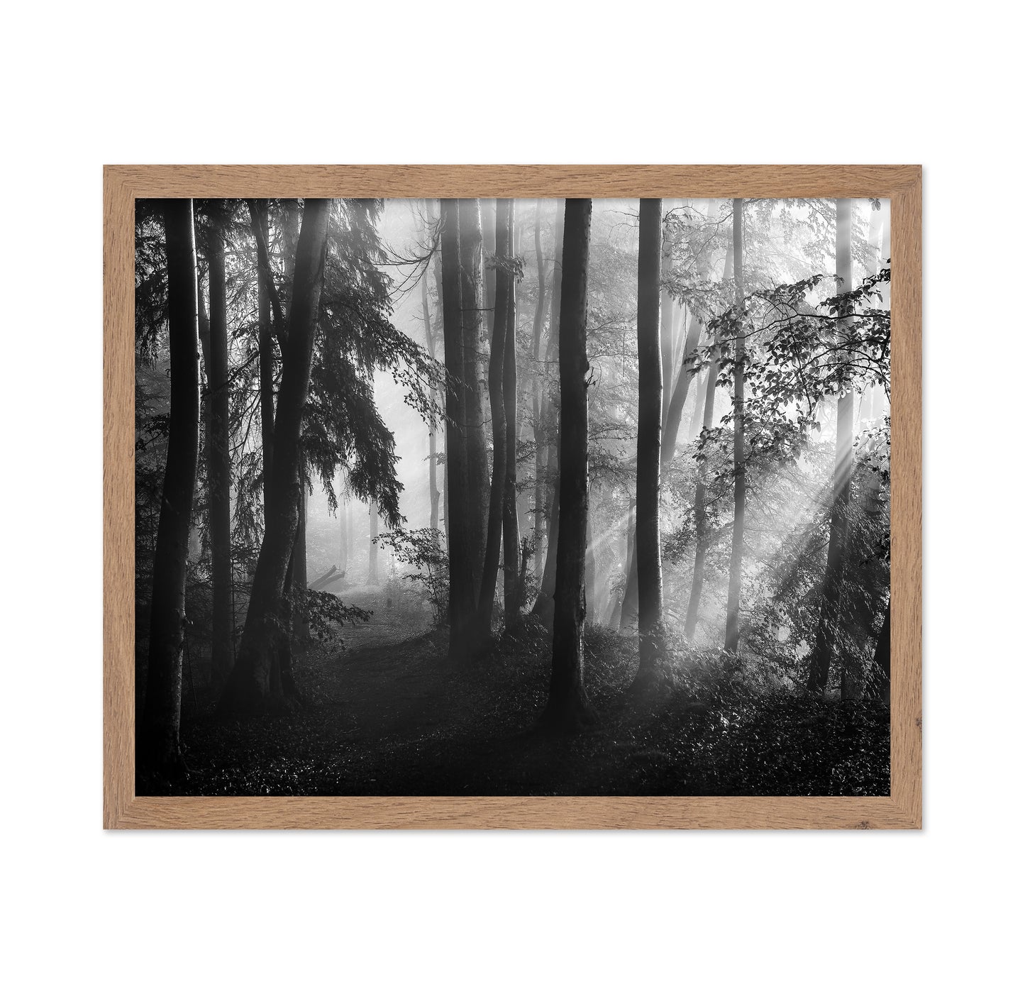Forest Light Rays No2