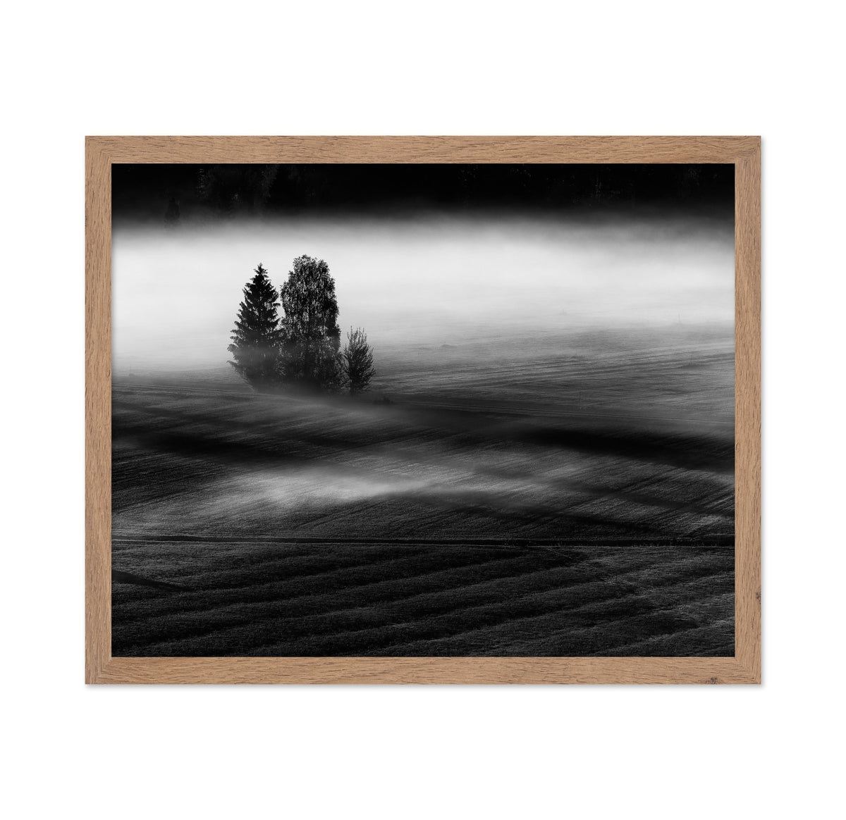 Foggy Fields Morning
