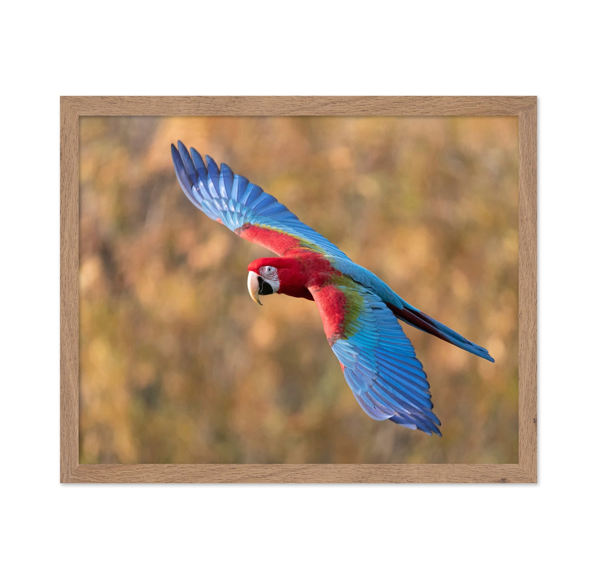 Flying Scarlet Macaw