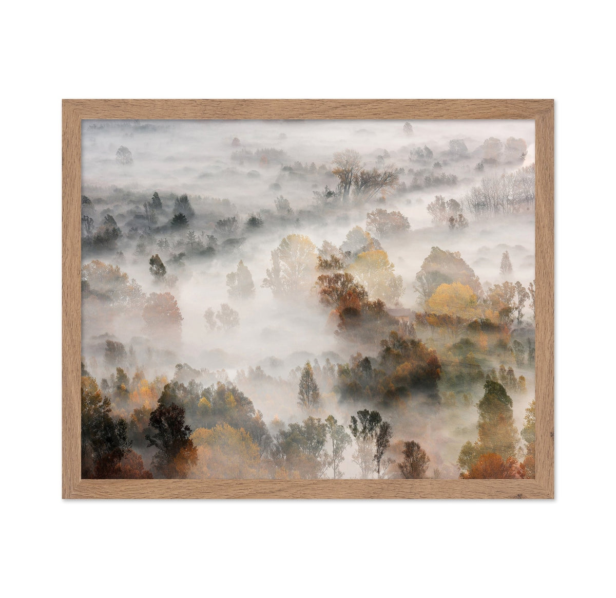Autumn Mist Forest