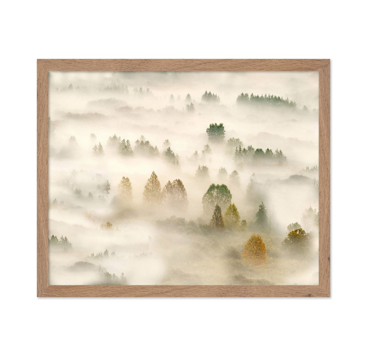 Misty Autumn Forest No1