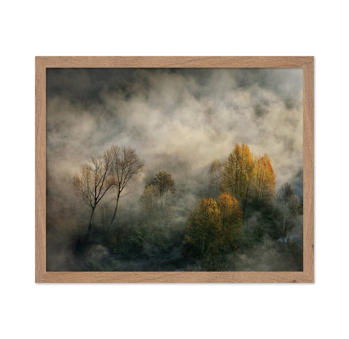 Autumn Trees in Mist