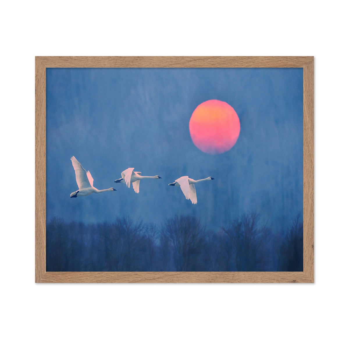 Swans at Sunrise