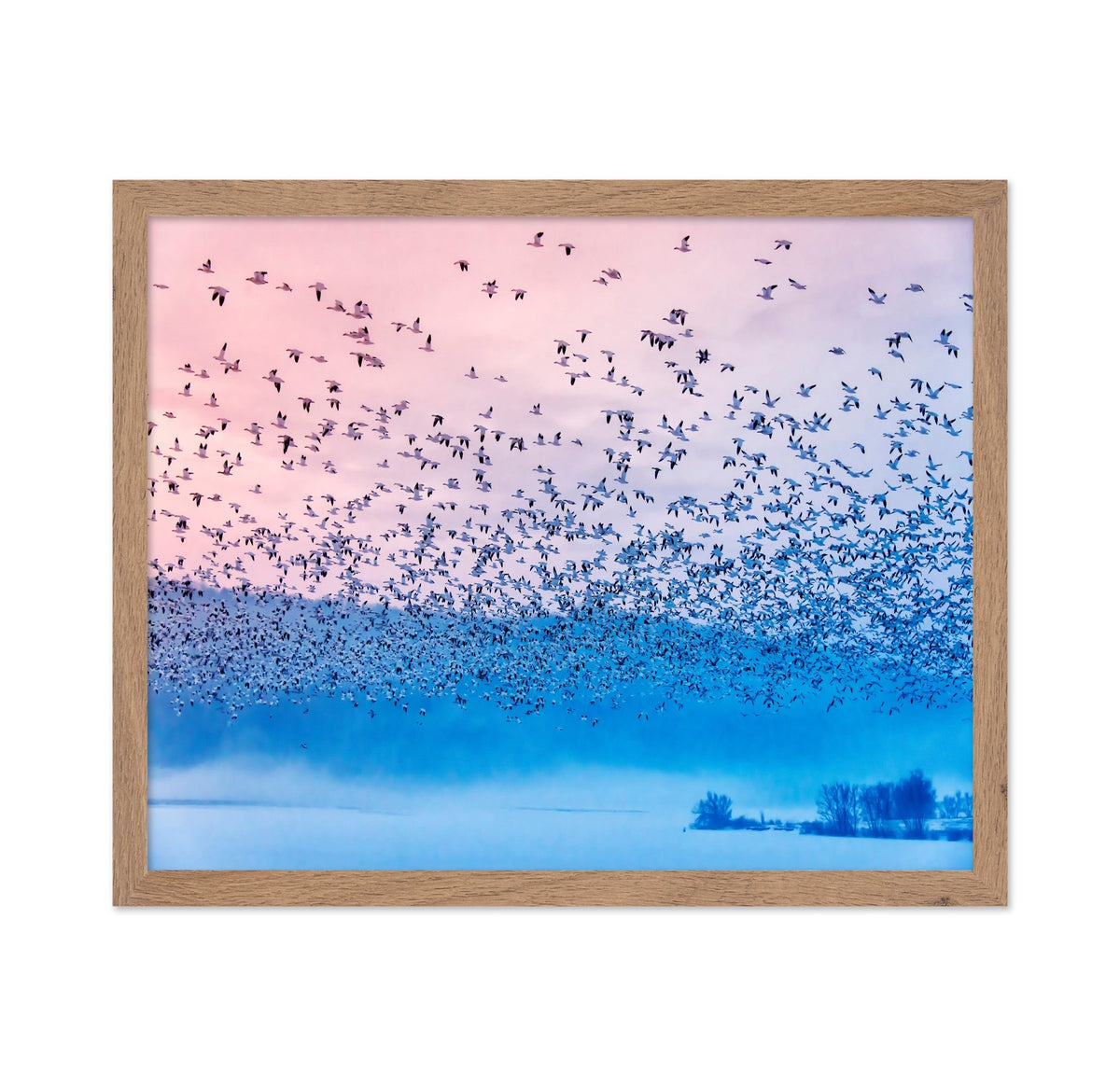 Flock in Morning Mist