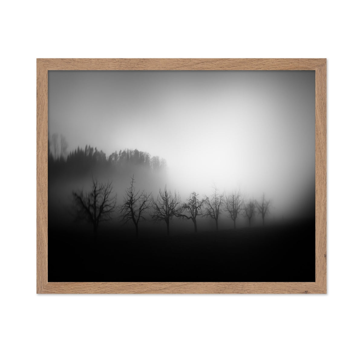 Misty Tree Silhouettes