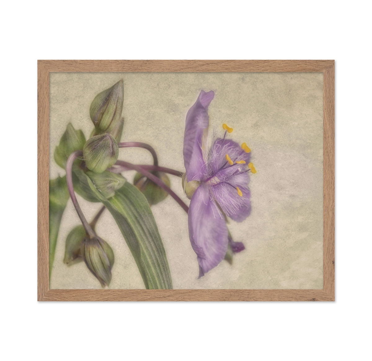 Soft Purple Blossom