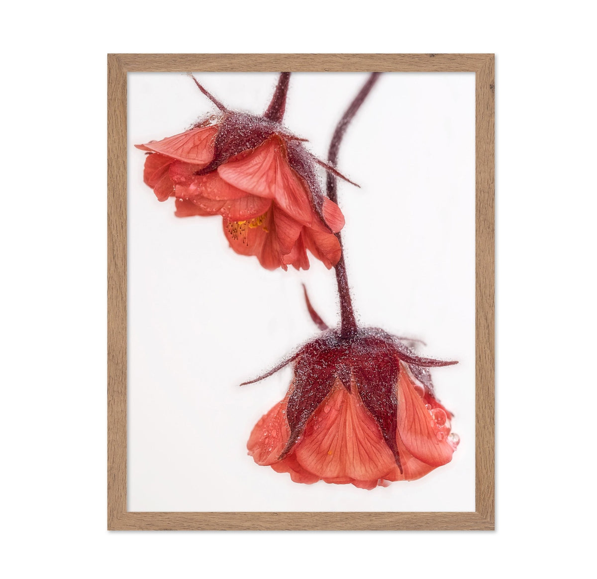 Dewy Red Blossoms