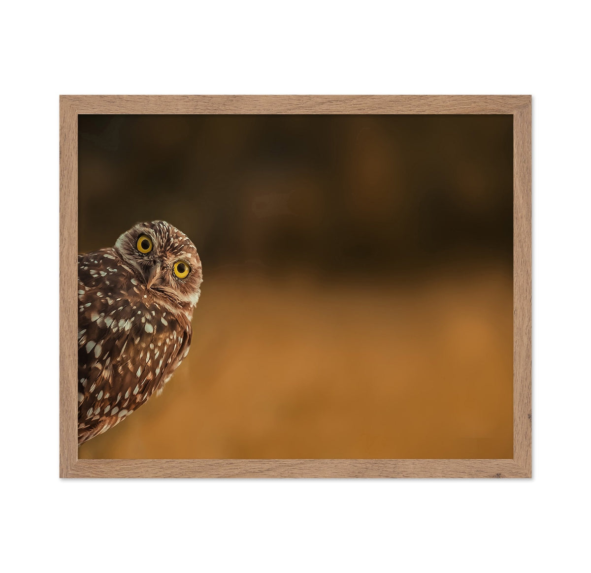 Curious Owl Look