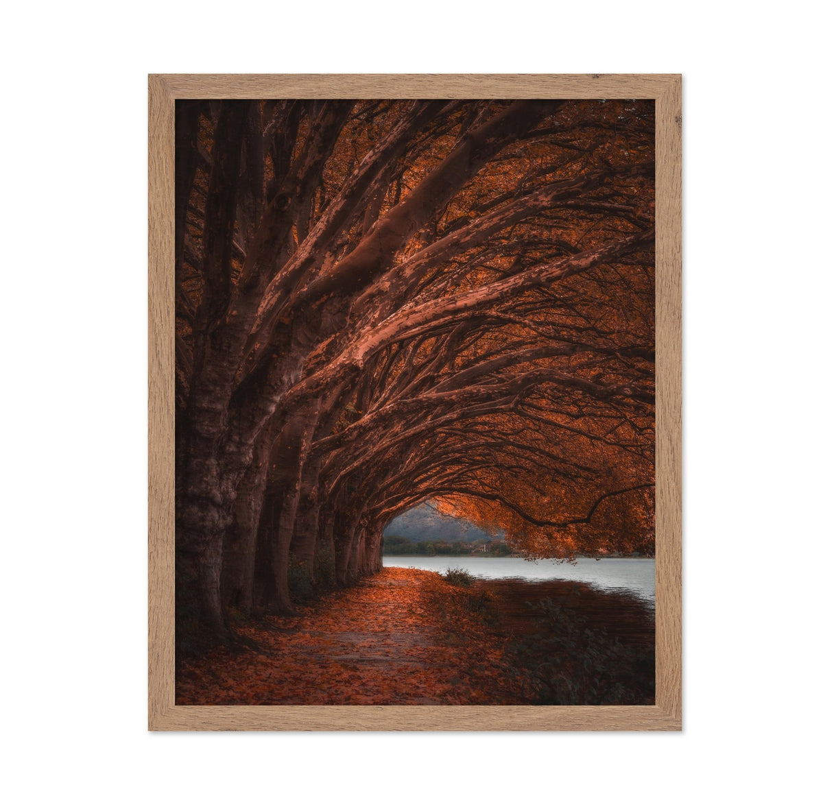 Autumn Tree Tunnel