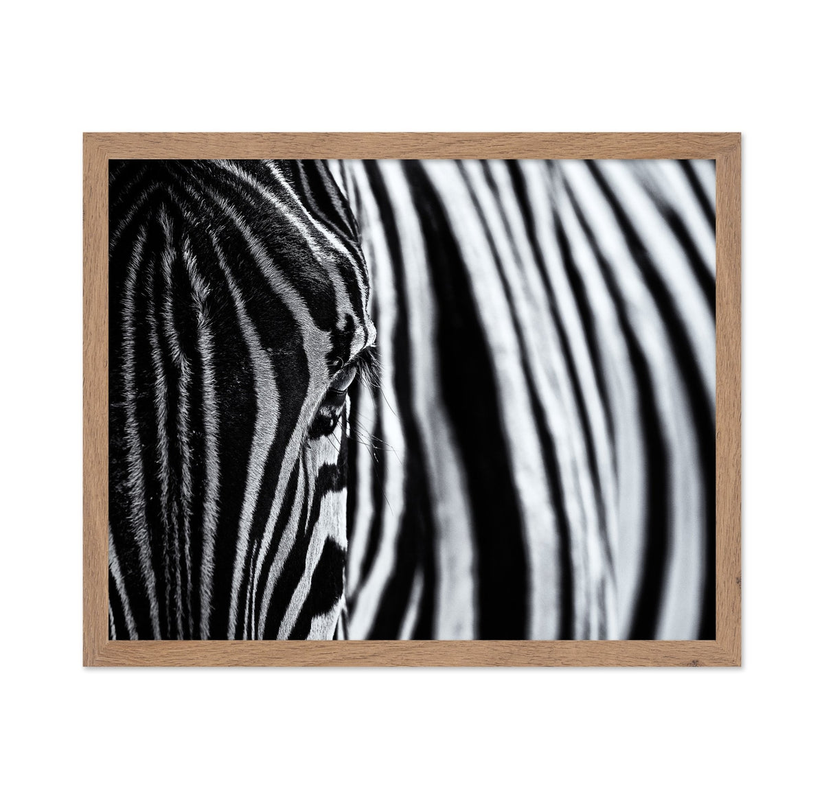 Zebra Stripe Close-Up