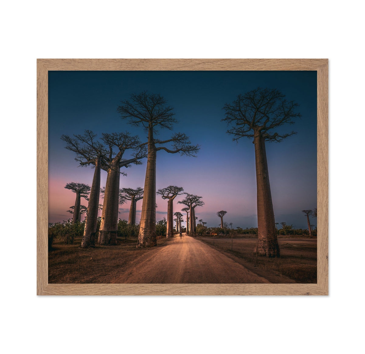 Avenue of Baobabs