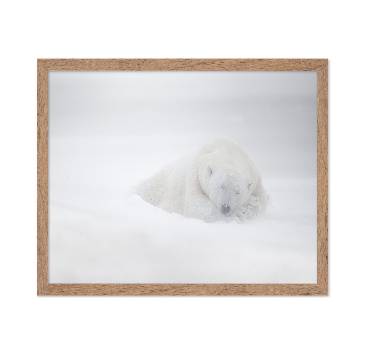 Polar Bear in Snow No1