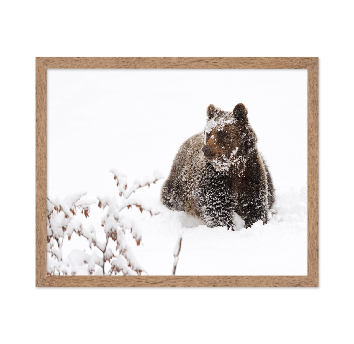 Brown Bear in Snow