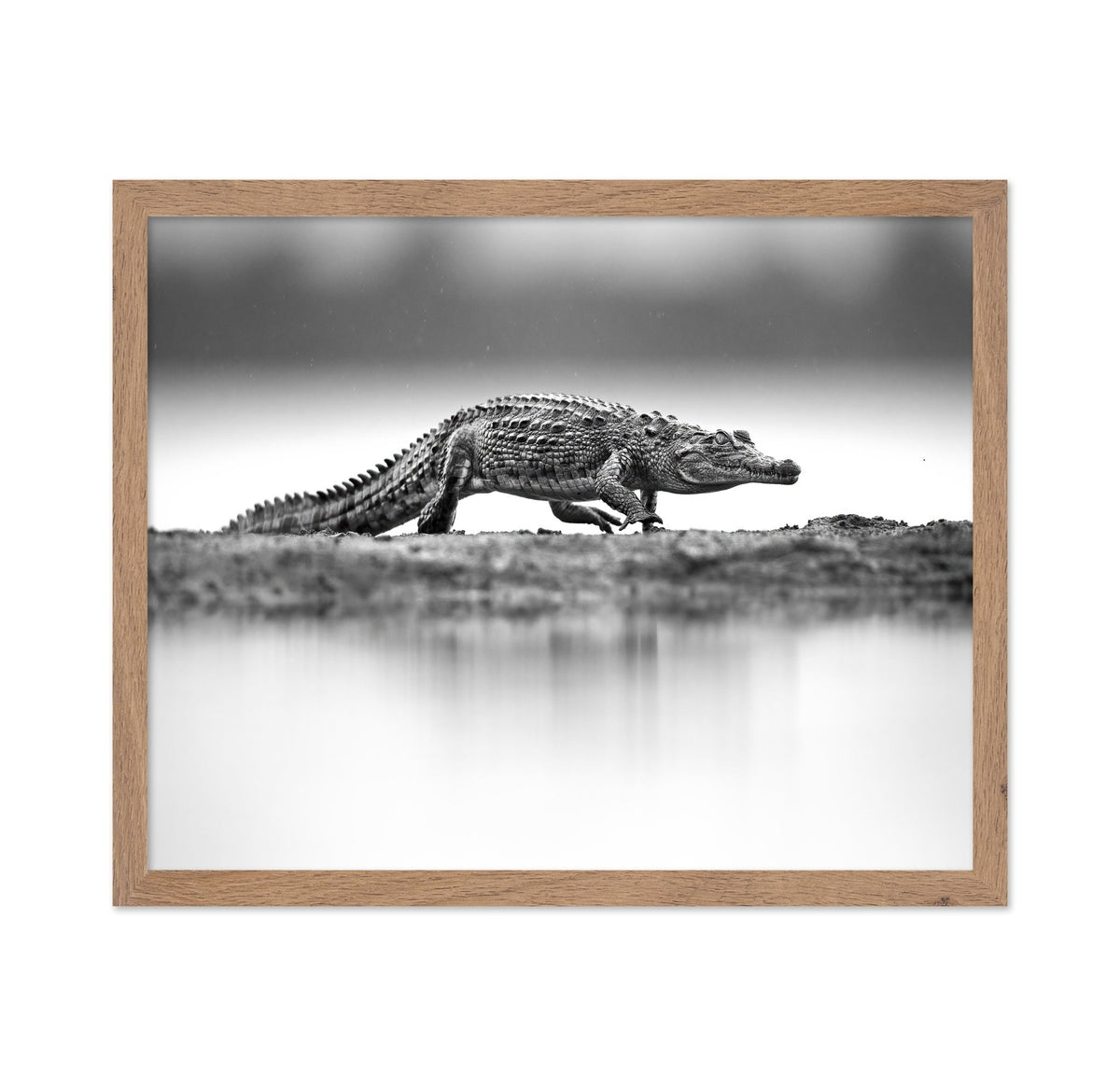 Crocodile in Still Water