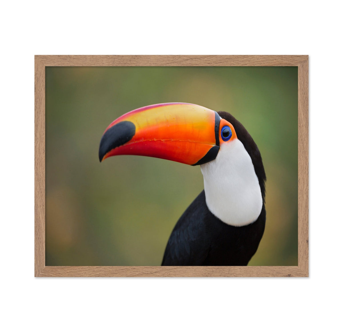 Toucan Profile