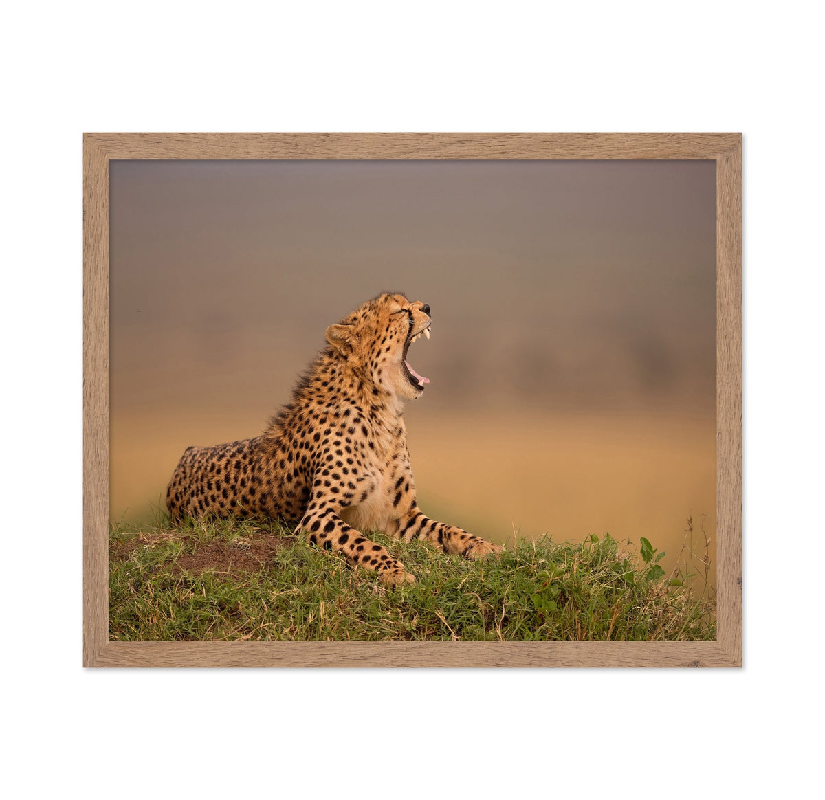 Yawning Cheetah