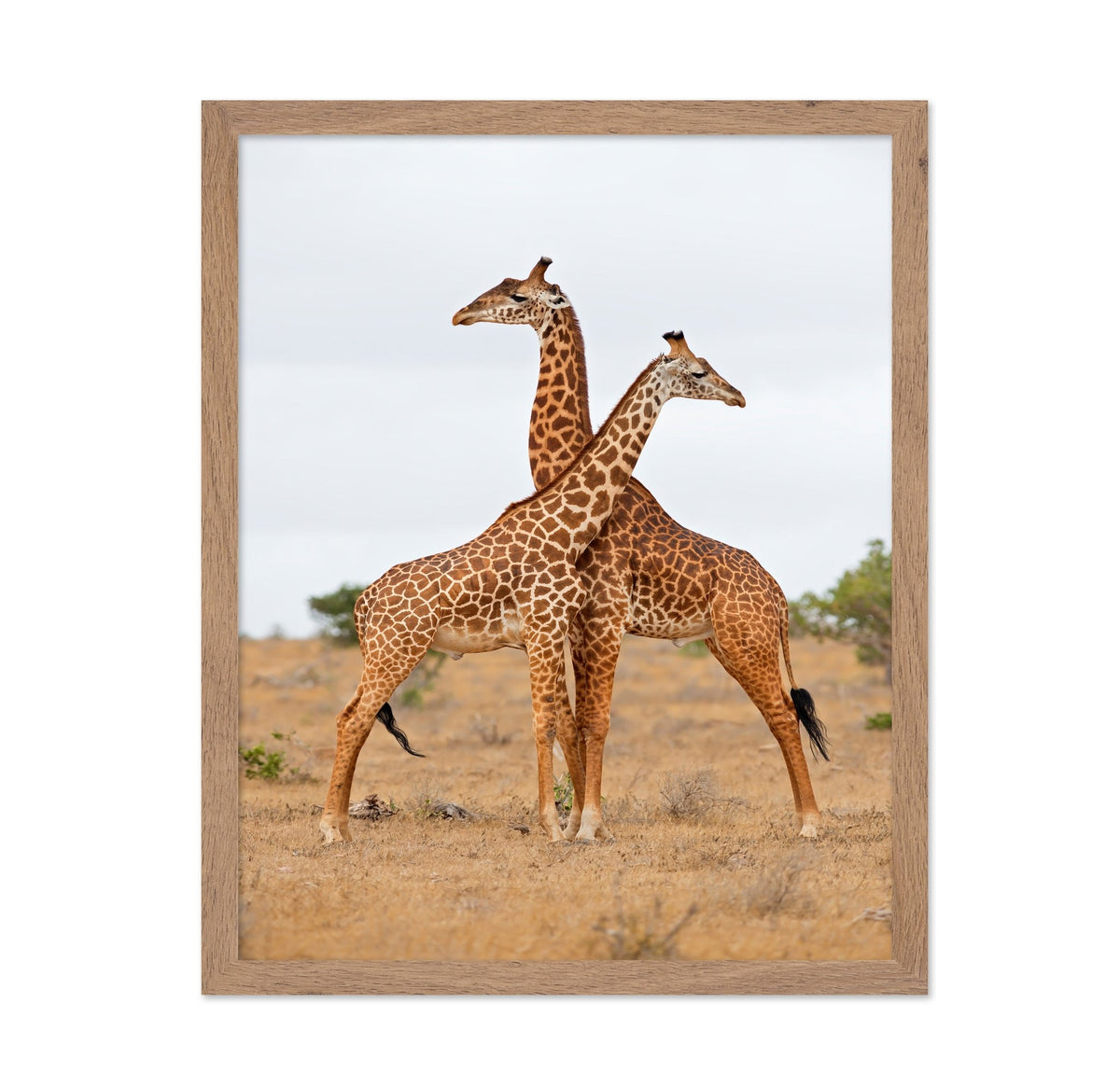 Crossed Giraffes