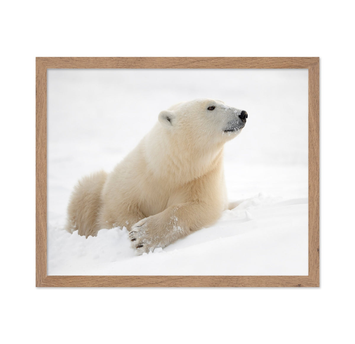 Polar Bear in Snow No2