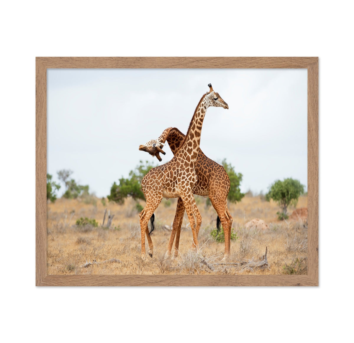Giraffes Necking