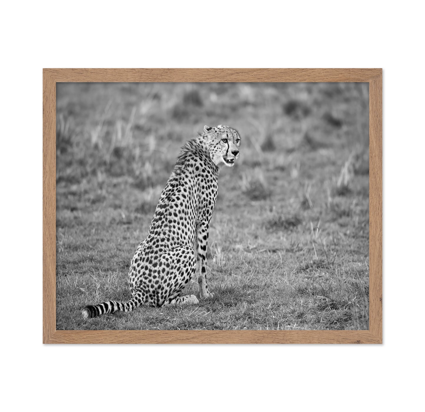 Cheetah in Grass