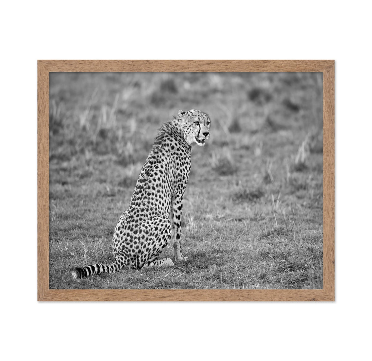 Cheetah in Grass
