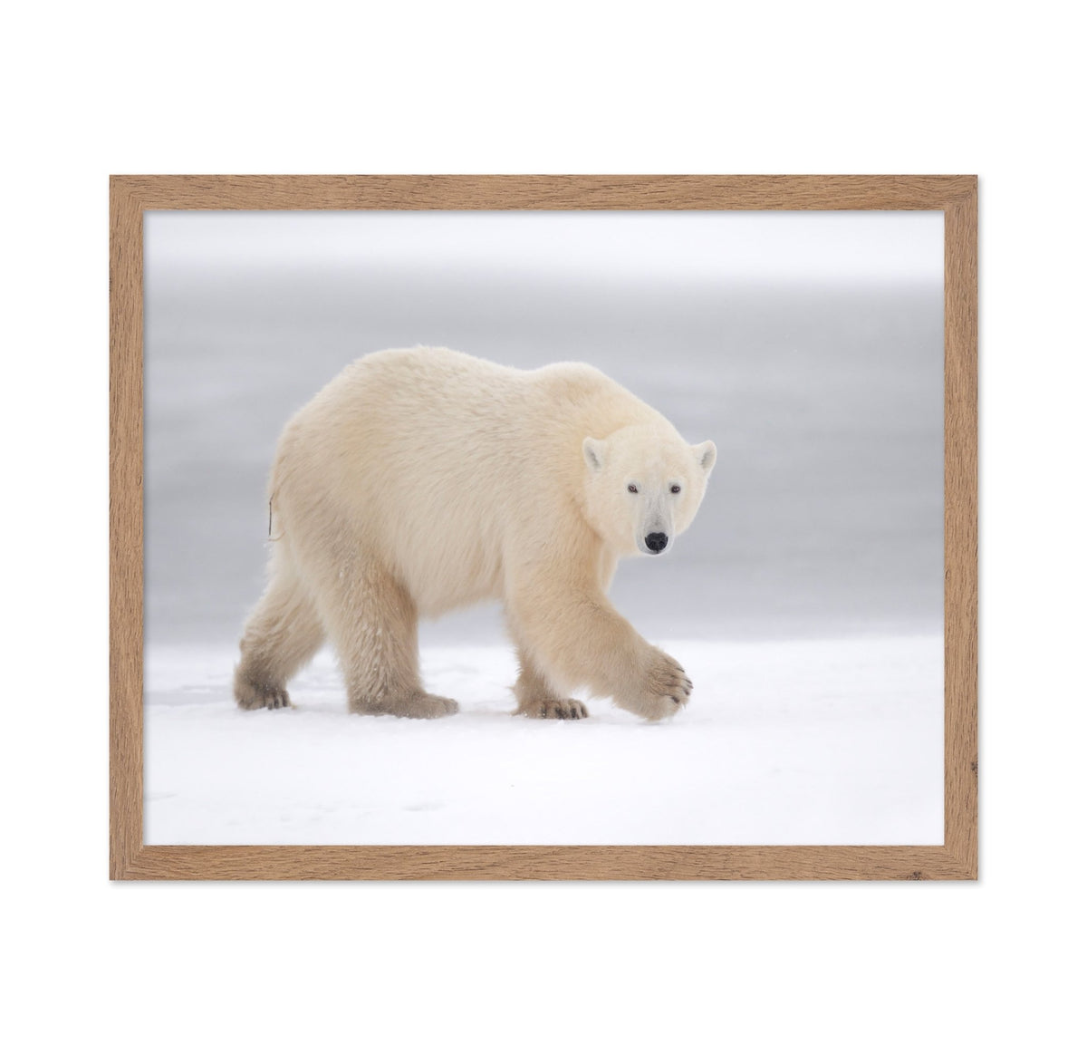 Walking Polar Bear