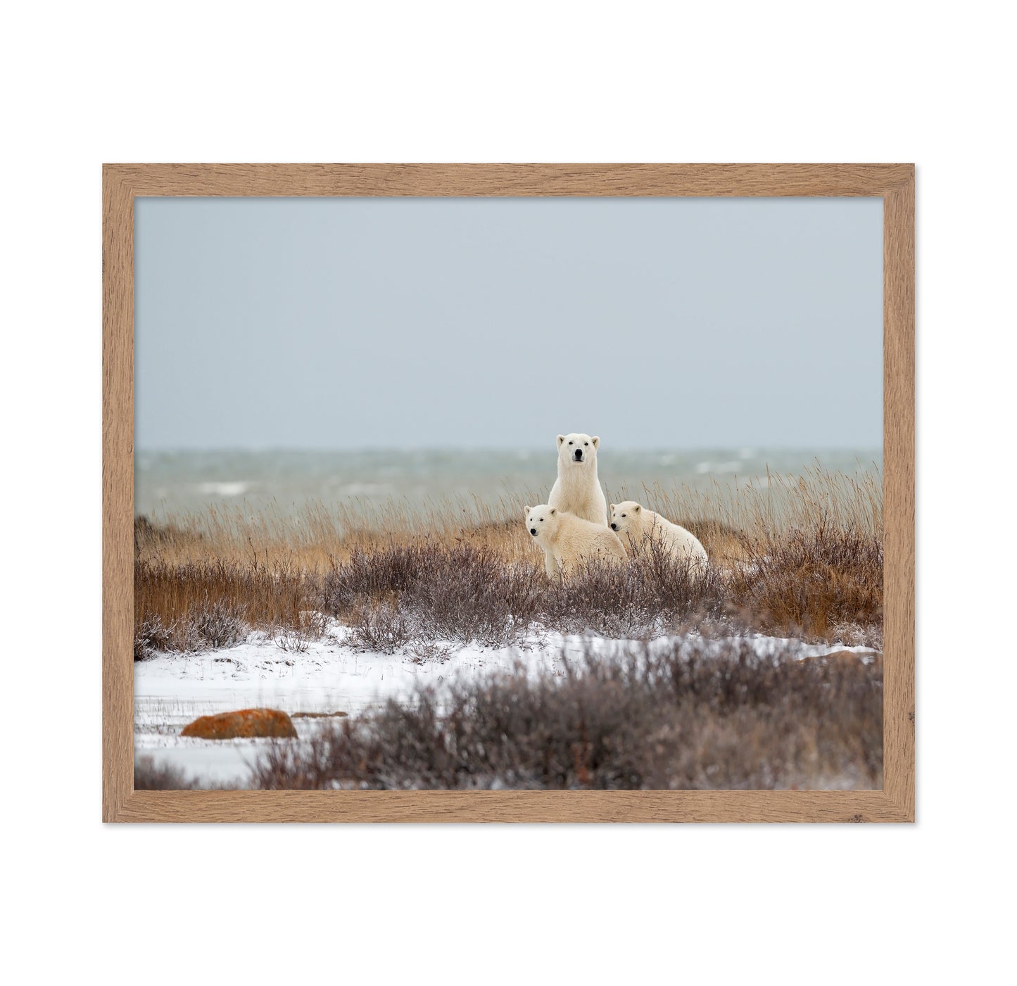 Polar Bear Family No1