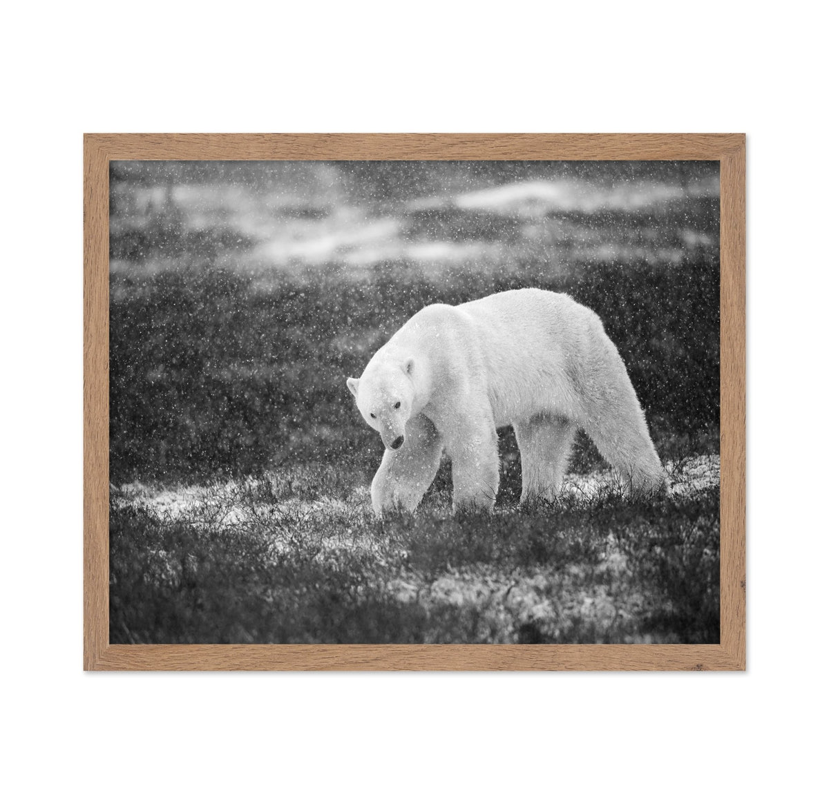 Polar Bear in Snowfall