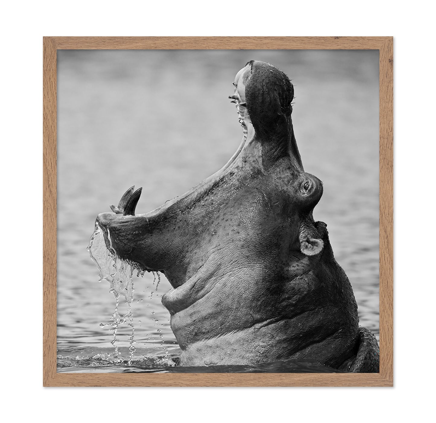 Yawning Hippopotamus