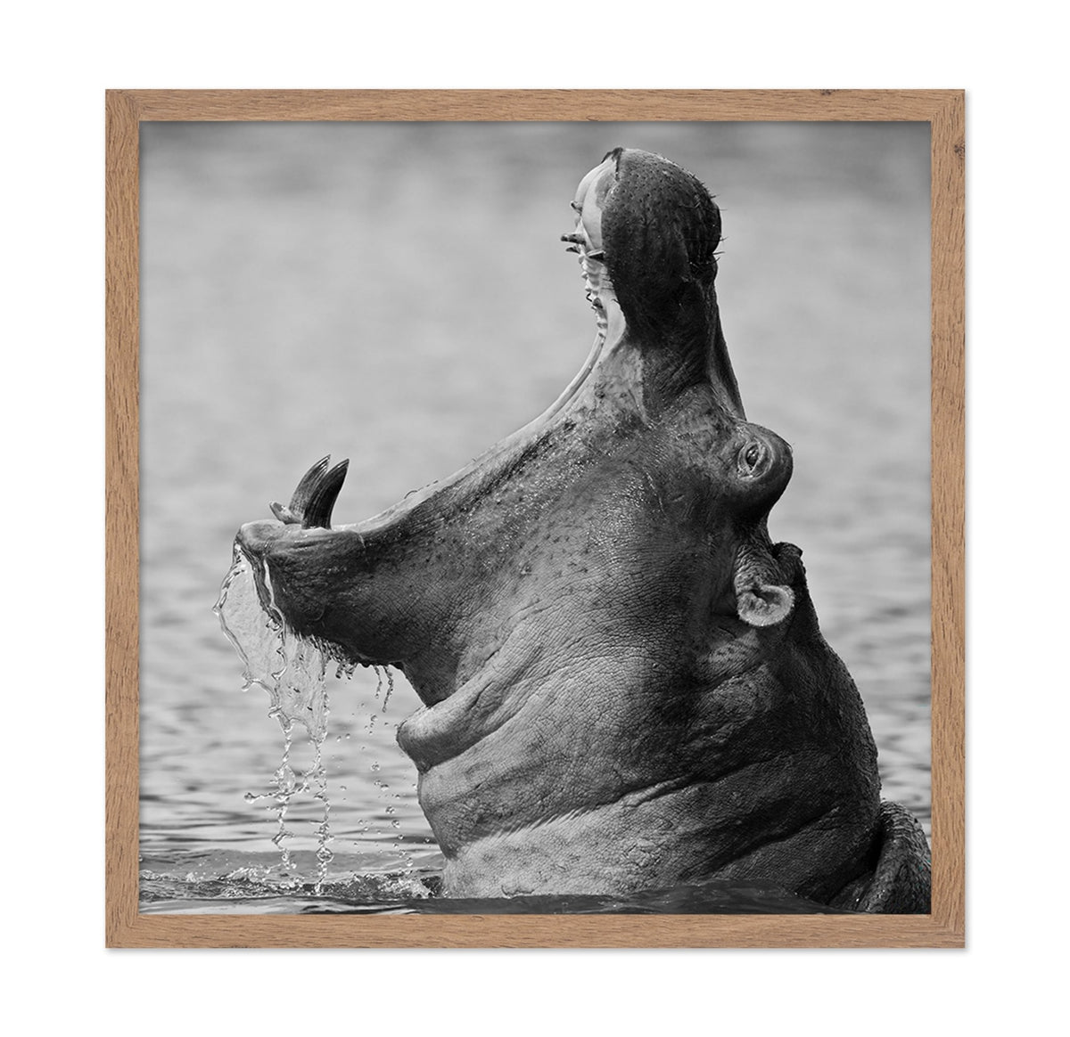 Yawning Hippopotamus