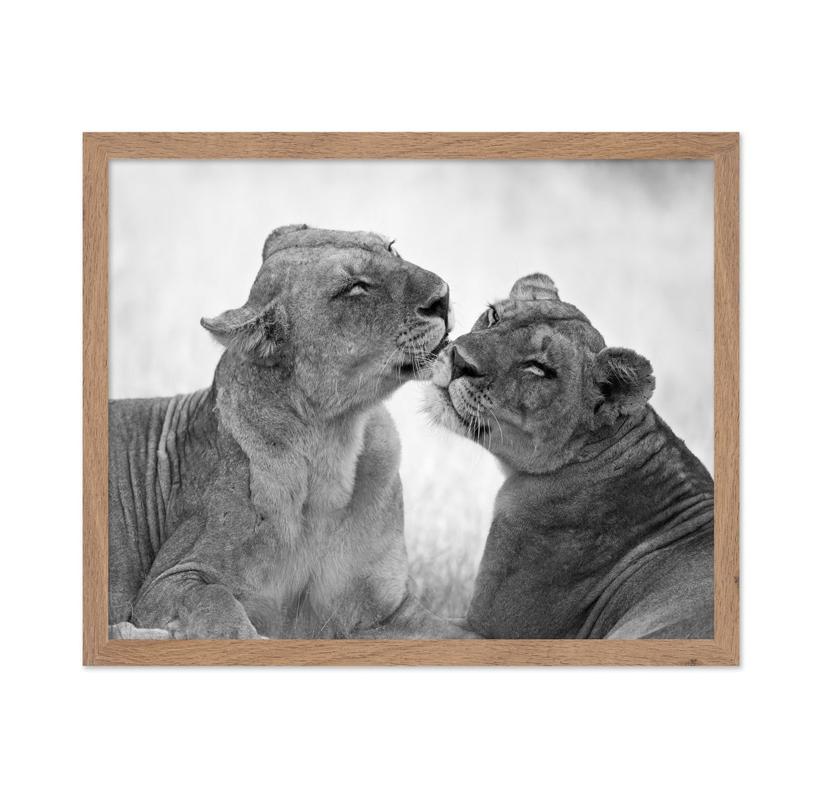 Affectionate Lions