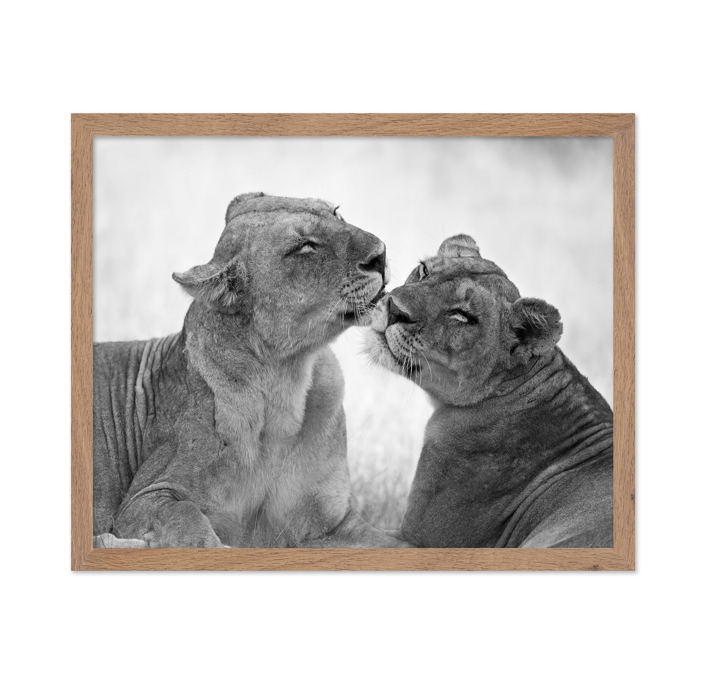 Affectionate Lions