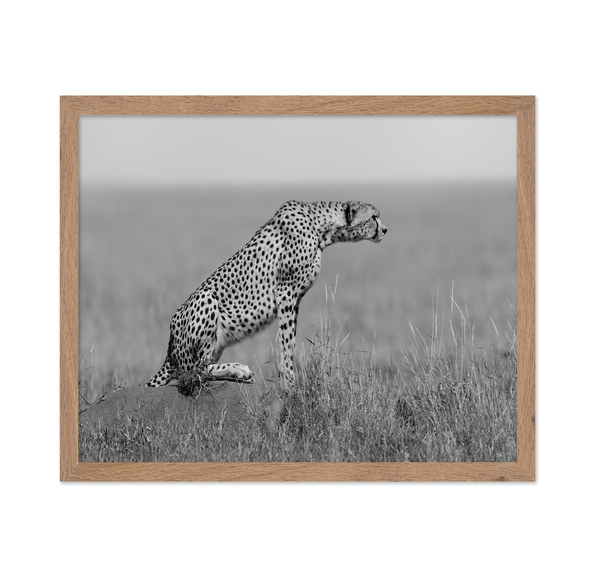 Cheetah on Watch