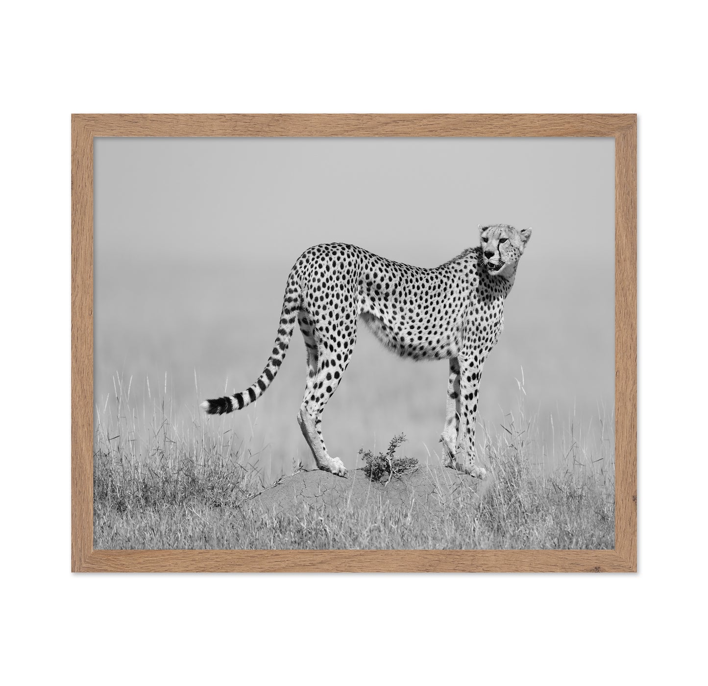 Elegant Cheetah
