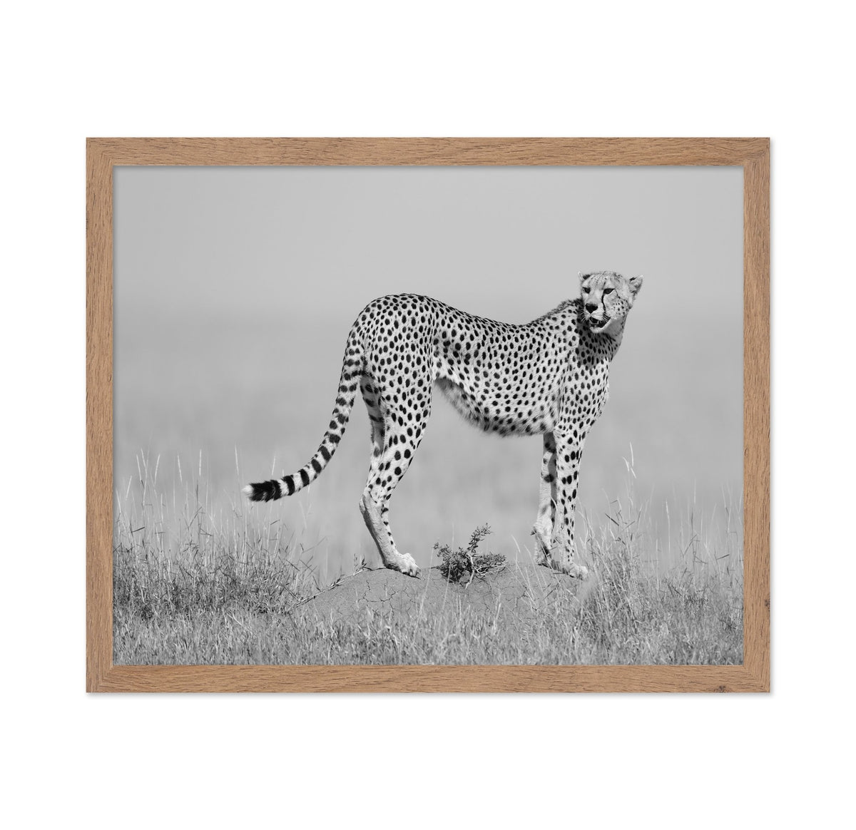 Elegant Cheetah