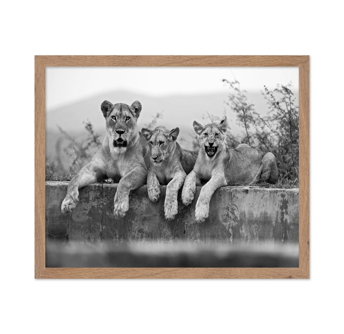 Lion Trio