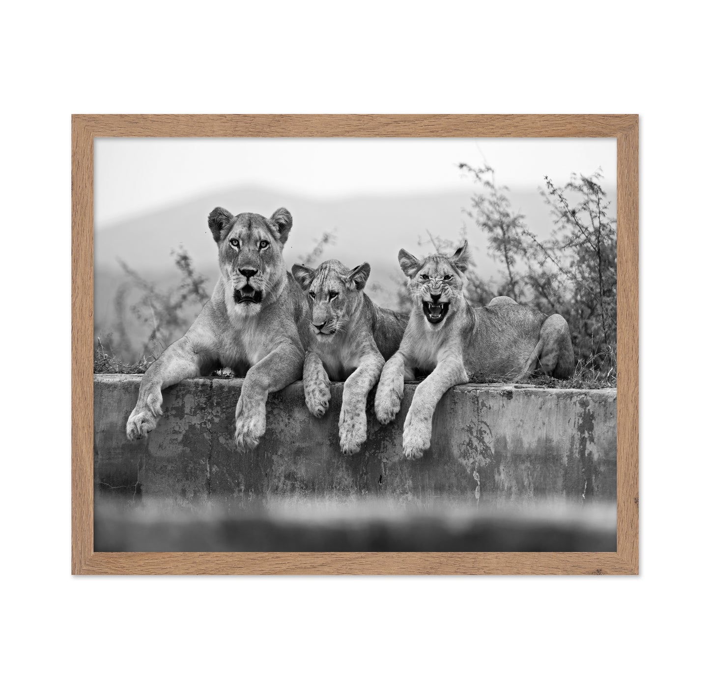 Lion Trio