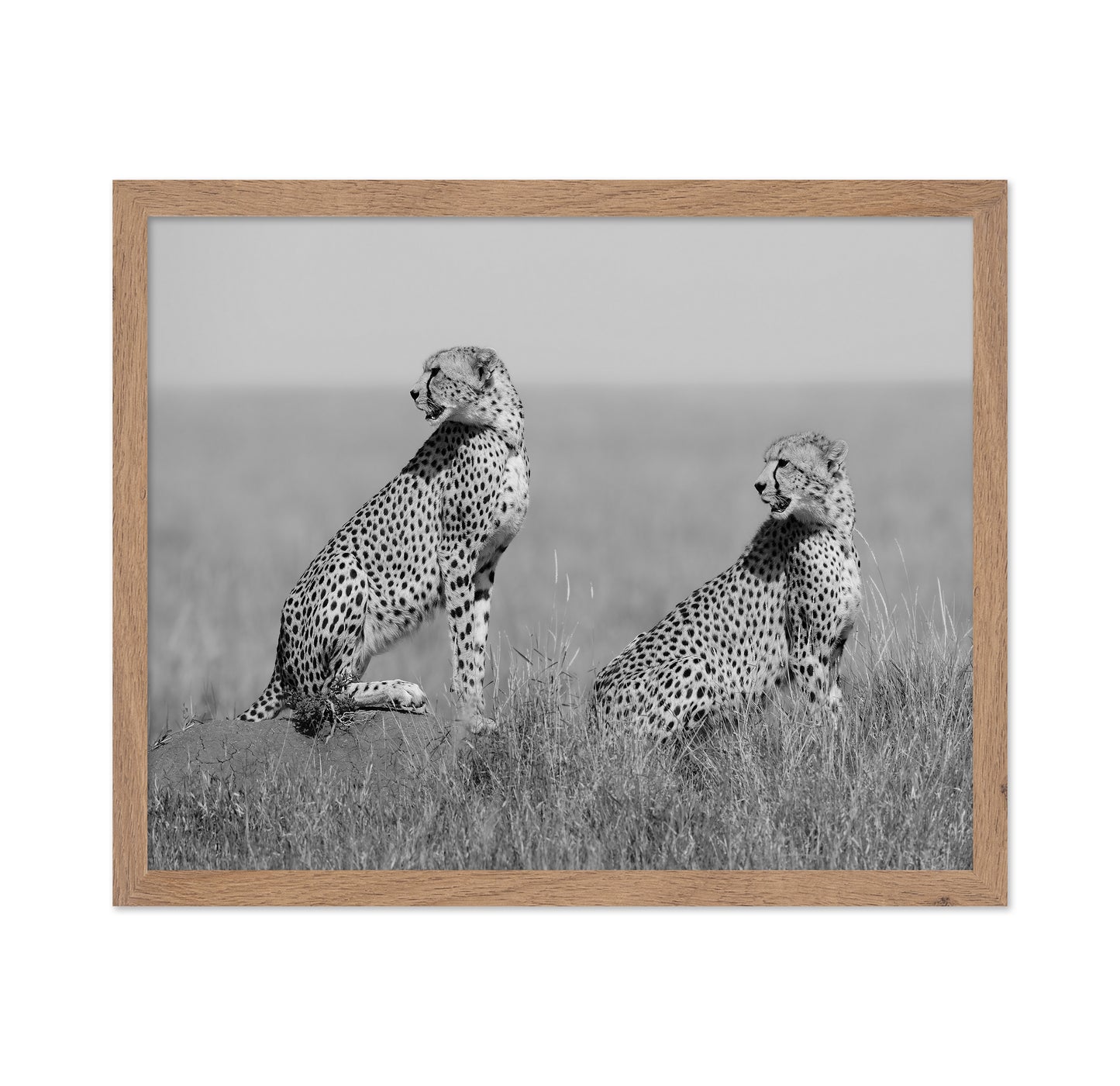 Alert Cheetah Duo